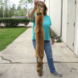 50" Red Fox Fur Pelt, Tanned Hide 