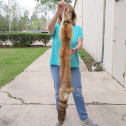 54" Red Fox Fur Pelt, Tanned Hide 