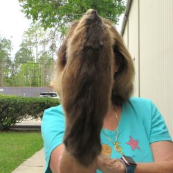 14" Muskrat Fur Pelt, Tanned Hide