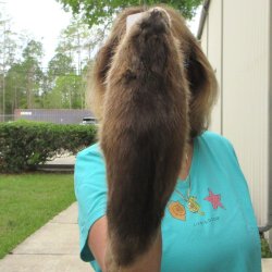 13-3/4" Muskrat Fur Pelt, Tanned Hide