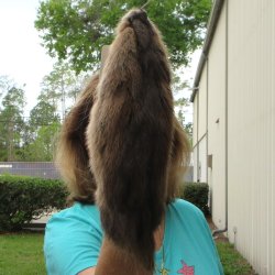 14" Muskrat Fur Pelt, Tanned Hide