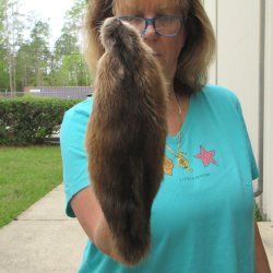 13-1/2" Muskrat Fur Pelt, Tanned Hide