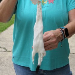 12-1/4" Weasel Skin/Pelt