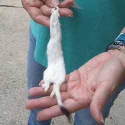 9-1/2" Weasel Skin/Pelt