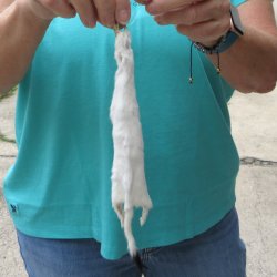11-1/4" Weasel Skin/Pelt