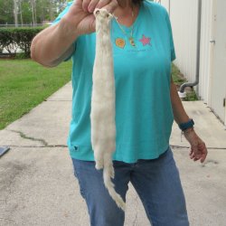 18-1/2" Weasel Skin/Pelt