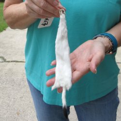 10-1/4" Weasel...