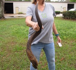 40" Kudu Horn <font color=red>(NO POST OFFICE (USPS) SHIPPING!!) </font>