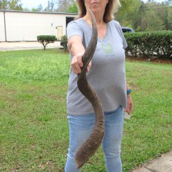 38-1/2" Kudu Horn <font color=red>(NO POST OFFICE (USPS) SHIPPING!!) </font>