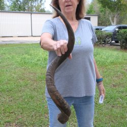 38" Kudu Horn <font color=red>(NO POST OFFICE (USPS) SHIPPING!!) </font>