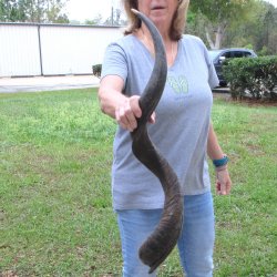 37-1/4" Kudu Horn <font color=red>(NO POST OFFICE (USPS) SHIPPING!!) </font>