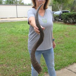 39-1/2" Kudu Horn <font color=red>(NO POST OFFICE (USPS) SHIPPING!!) </font>