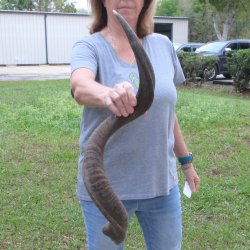 36" Kudu Horn <font color=red>(NO POST OFFICE (USPS) SHIPPING!!) </font>