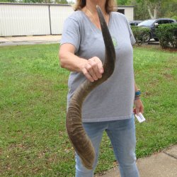 34" Kudu Horn 