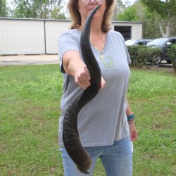 34-1/2" Kudu Horn 