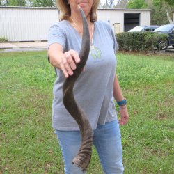 34" Kudu Horn 