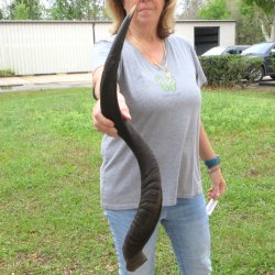 33" Kudu Horn 