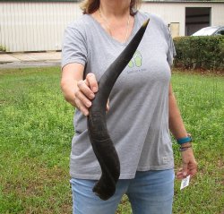 25-1/2" Kudu Horn 