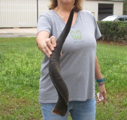 25-1/2" Kudu Horn 