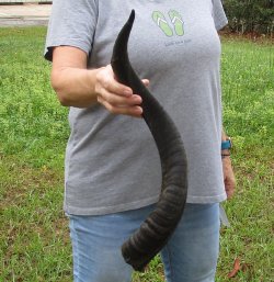 25-1/2" Kudu Horn 