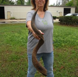 40-3/4" Kudu Horn <font color=red>(NO POST OFFICE (USPS) SHIPPING!!) </font>