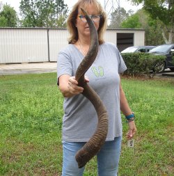 42-1/2" Kudu Horn <font color=red>(NO POST OFFICE (USPS) SHIPPING!!) </font>