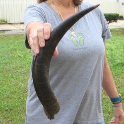 20" Kudu Horn 