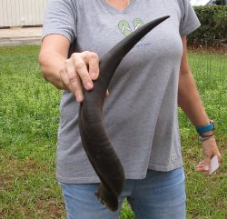 21-1/2" Kudu Horn 