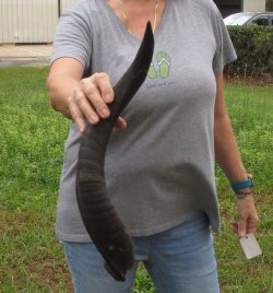 22-1/2" Kudu Horn 