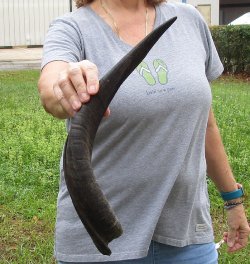 20" Kudu Horn 