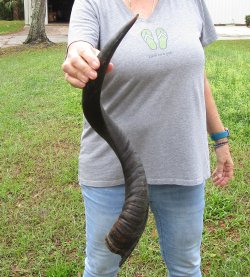 26" Kudu Horn 