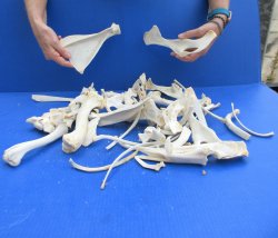 4lb Assorted Bones
