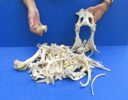 4lb Assorted Bones