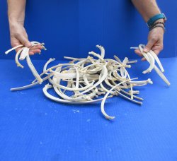 Fifty piece Wild Boar/Deer Ribs 6" to 11" 