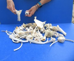4lb Assorted Bones