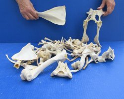 4lb Assorted Bones