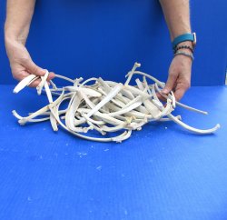 Fifty piece Wild Boar/Deer Ribs 9" to 12" 