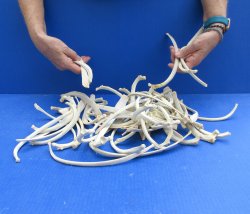 Fifty piece Wild Boar/Deer Ribs 9" to 12" 