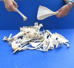 4lb Assorted Bones