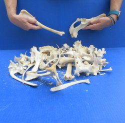 4lb Assorted Bones