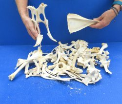 4lb Assorted Bones