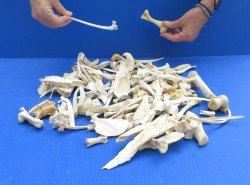100 Piece Assorted Small Animal Bones 1/4" to 7"