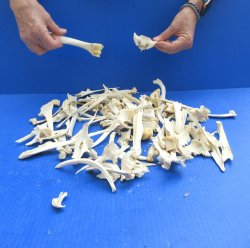 100 Piece Assorted Small Animal Bones 1/4" to 7"