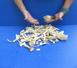 100 Piece Assorted Small Animal Bones 1/4" to 7"