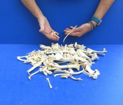 100 Piece Assorted Small Animal Bones 1/4" to 7"