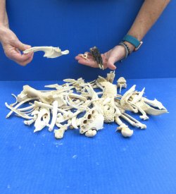 100 Piece Assorted Small Animal Bones 1/4" to 7"