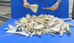 #2 Grade 10lbs of Assorted Bones 