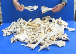 #2 Grade 10lbs of Assorted Bones 