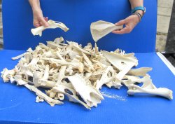 #2 Grade 10lbs of Assorted Bones 