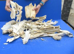 12lb Assorted Alligator Bones 